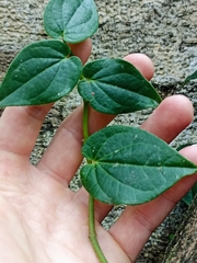 Piper hederaceum