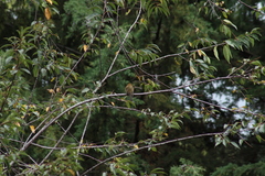 Mitrephanes phaeocercus