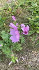 Malva moschata