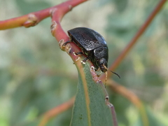 Paropsisterna