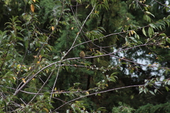 Mitrephanes phaeocercus