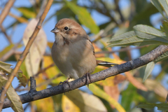 Emberiza pallasi