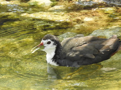 Amaurornis phoenicurus