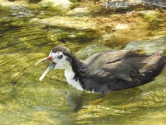 Amaurornis phoenicurus