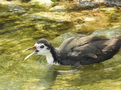 Amaurornis phoenicurus