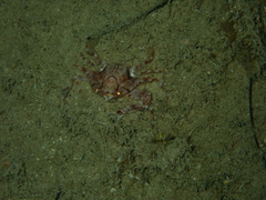 Portunidae