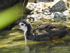 Amaurornis phoenicurus