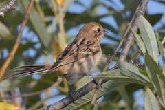 Emberiza pallasi