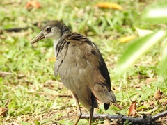 Amaurornis phoenicurus