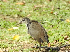 Amaurornis phoenicurus