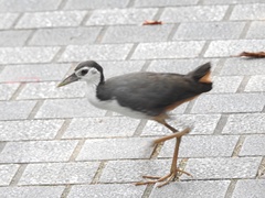 Amaurornis phoenicurus