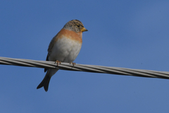 Fringilla montifringilla