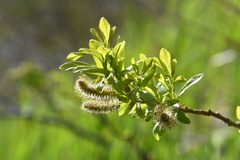 Salix udensis