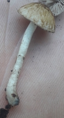 Cystoagaricus lepidotoides
