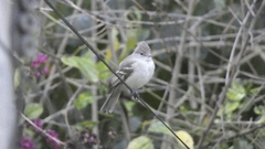 Elaenia flavogaster