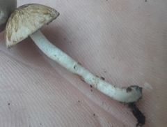 Cystoagaricus lepidotoides