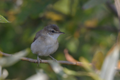 Acrocephalus agricola