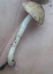 Cystoagaricus lepidotoides