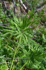 Jacobaea cannabifolia