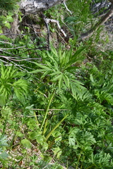 Jacobaea cannabifolia