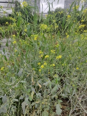 Rhamphospermum nigrum