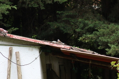 Junco phaeonotus