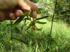 Phoradendron quadrangulare