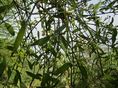 Phoradendron quadrangulare