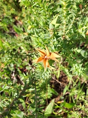 Aspalathus cordata