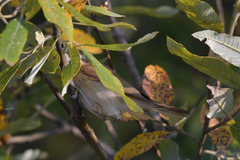 Acrocephalus agricola