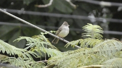 Elaenia flavogaster