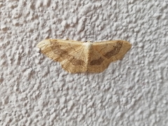 Idaea aversata