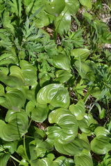 Maianthemum dilatatum
