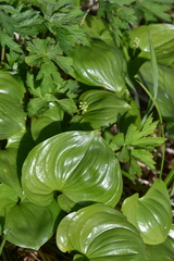 Maianthemum dilatatum
