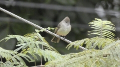 Elaenia flavogaster