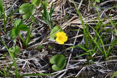 Potentilla stolonifera