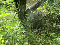 Phoradendron quadrangulare