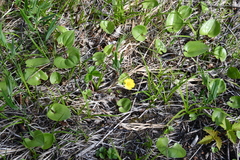 Potentilla stolonifera