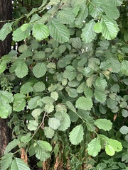 Betulaceae