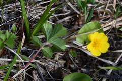 Potentilla stolonifera