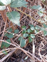 Rubus affinis