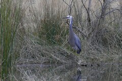 Egretta novaehollandiae