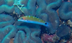 Thalassoma lunare