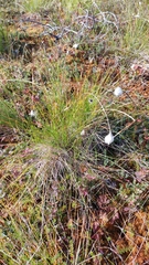 Eriophorum vaginatum