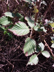 Rubus affinis