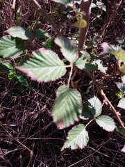 Rubus affinis