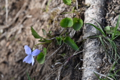 Viola sacchalinensis