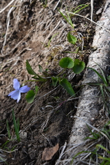 Viola sacchalinensis