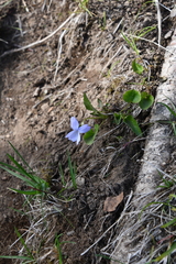 Viola sacchalinensis