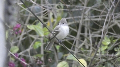 Elaenia flavogaster